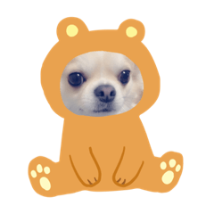 chiwawa &harinezumi