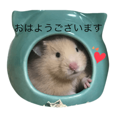 Hamster Anzu