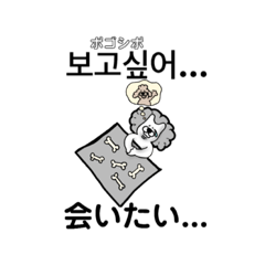韓国語と日本語を使う柴犬②