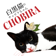 Black and white cat Chobira