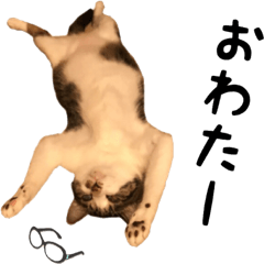 Qoo&Fuku The Cats 9