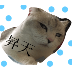 cat koko