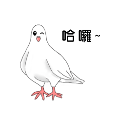 Pigeon daily(practical)