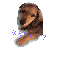 chokochan3