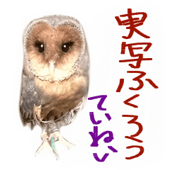 Real Owl