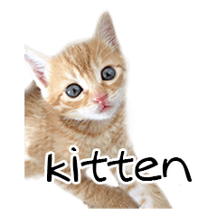 Kitten's . photo stamp. KONEKO