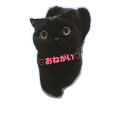 Black Cat STAMP by Scottish fold