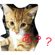 NEKOHAKU