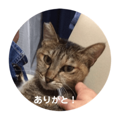 the cat Ruli-chan