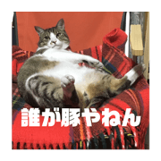 Big cat coo2