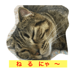 PANPU  STAMP