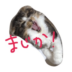 higashikawa ke no neko