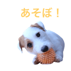 baedogs