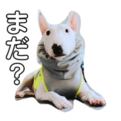 Bull Terrier botan