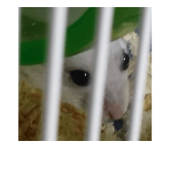 My pet mouse, NANA