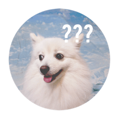 Candy is a dog