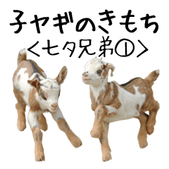 Baby Goat Yoshigake Farm 4