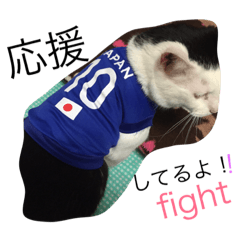 KORO CAT