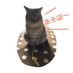 cat suchan