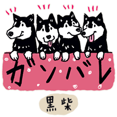 Every Day Dog Black Shiba Japanese2