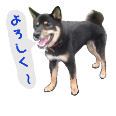 Black Shiba Ranmaru