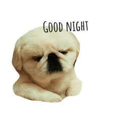my dog is nonta