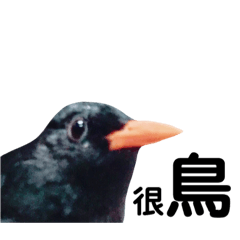 小鳥胃