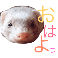 ferret meichan