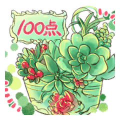 Succulent plant jp