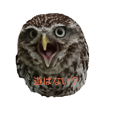 Kokin Owl