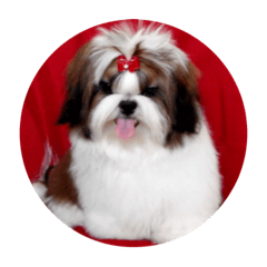 ARA I love my dog