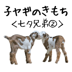 Baby Goat Yoshigake Farm 5