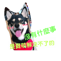 黑柴貝果bagel 賣萌日記