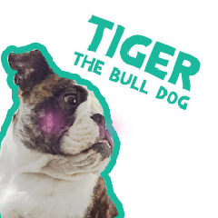 Tiger The Bulldog