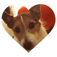 Harry the JRT stickers