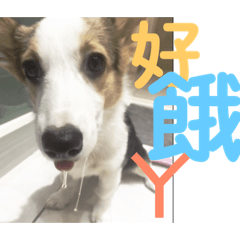 柯基無極限