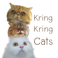 Kring kring Cats