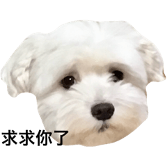 Tora dog sticker