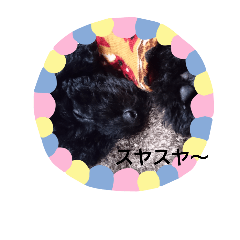 といぷーネロくん
ポメ トイくん