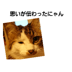 mof mof kitty