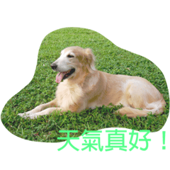 Happy Dog - Kelly