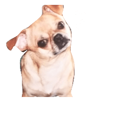 small dog Chihuahua