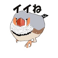 Zebra-finch