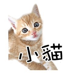Kitten's . photo stamp.Chinese