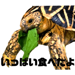 Indian star tortoise second