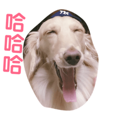 長毛臘腸狗 Mina