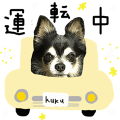 Chihuahua kuku daily life