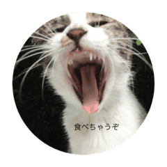 ねこ Lineクリエイターズスタンプまとめ Stamplist Part 18 ねこ Lineクリエイターズスタンプまとめ Stamplist Part 18