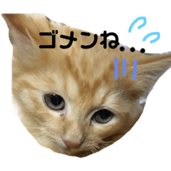 Cats of home