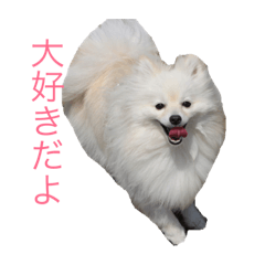 Pomeranian_kuu